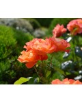 Rosa climber Westerland